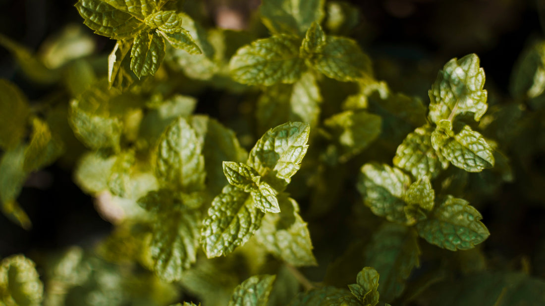 El poder natural del orégano: antioxidante, antimicrobiano y más.